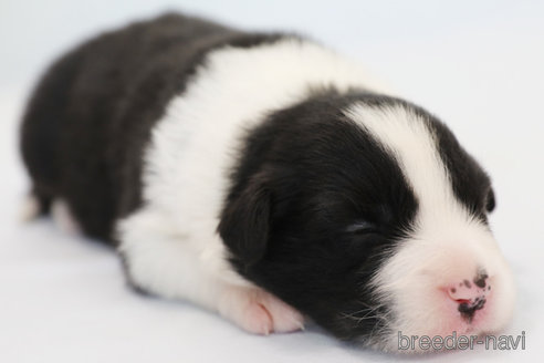 成約済の神奈川県のボーダーコリー-335190の6枚目